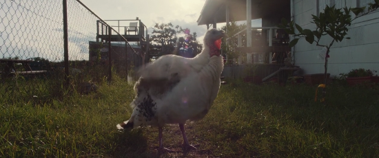 The Sonnen's pet turkey gobbling things up in Rowdy Girl.